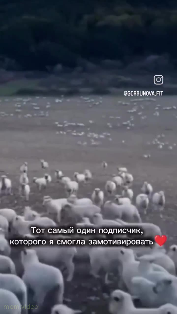 Кадр: Стадо овец бежит, а один барашек смотрит в камеру