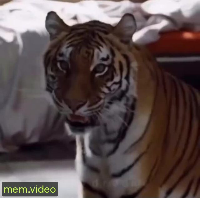 Кадр на 0:02
