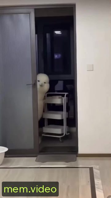 Кадр на 0:00