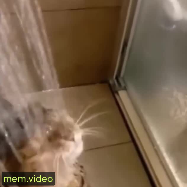 Кадр на 0:00