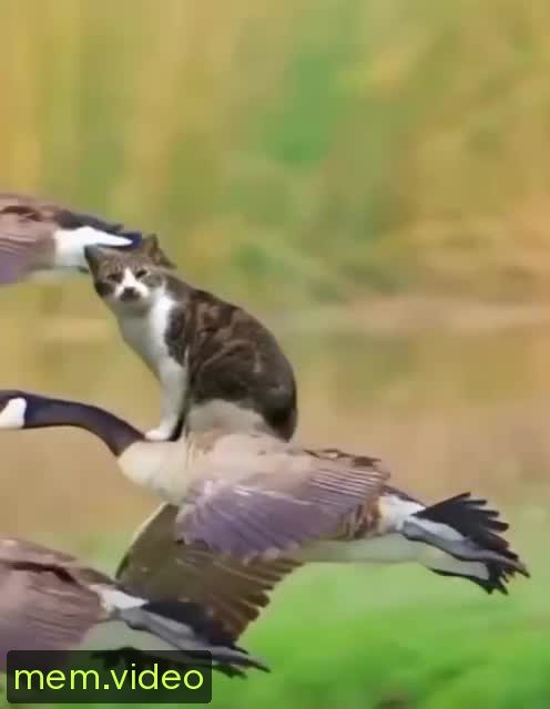 Кадр на 0:02