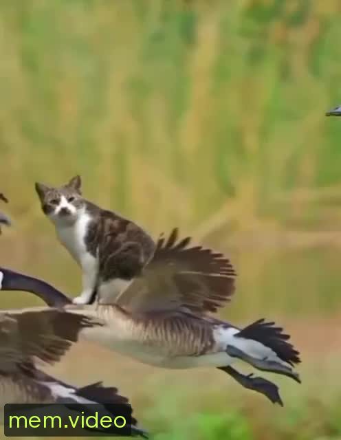 Кадр на 0:07