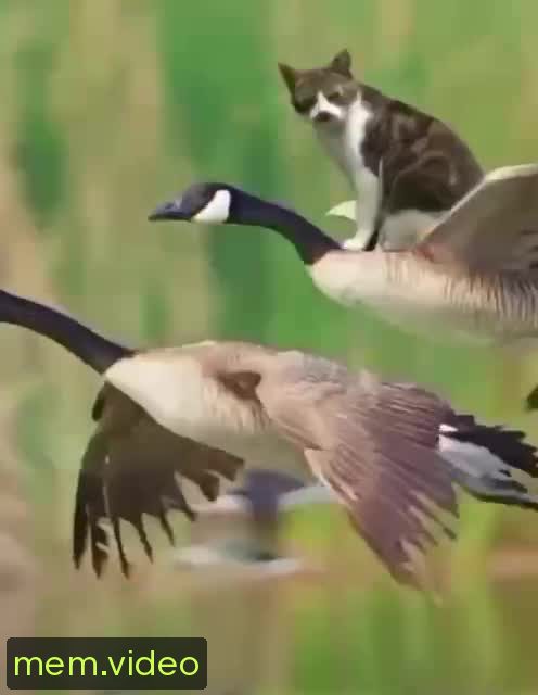 Кадр на 0:10