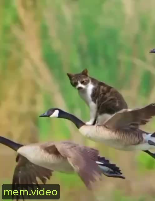 Кадр на 0:12