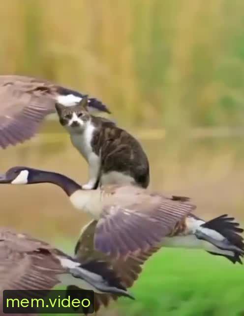 Кадр на 0:22