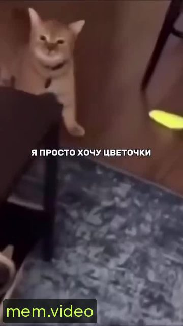Кадр на 0:00