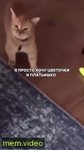 Кадр на 0:00