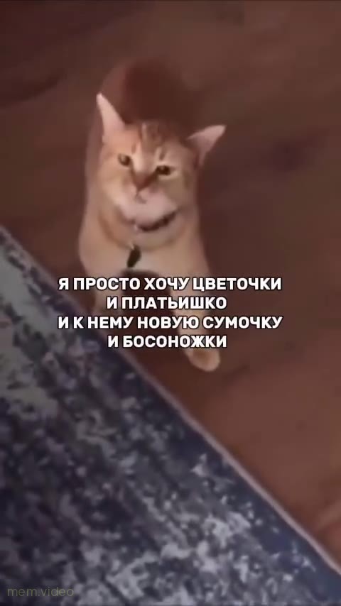 Кадр: Рыжий кот в ошейнике быстро мяукает на ковре