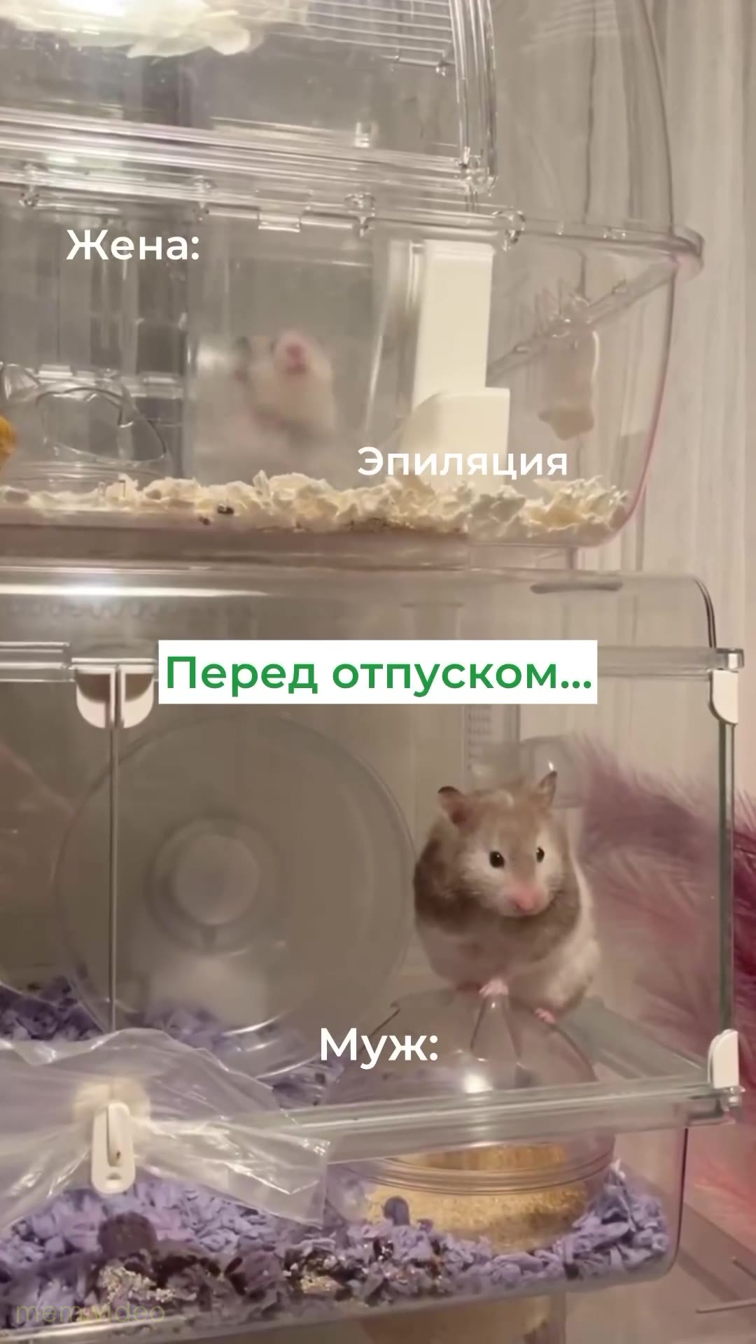 Кадр: «Где мои плавки?» — замерший хомяк в клетке