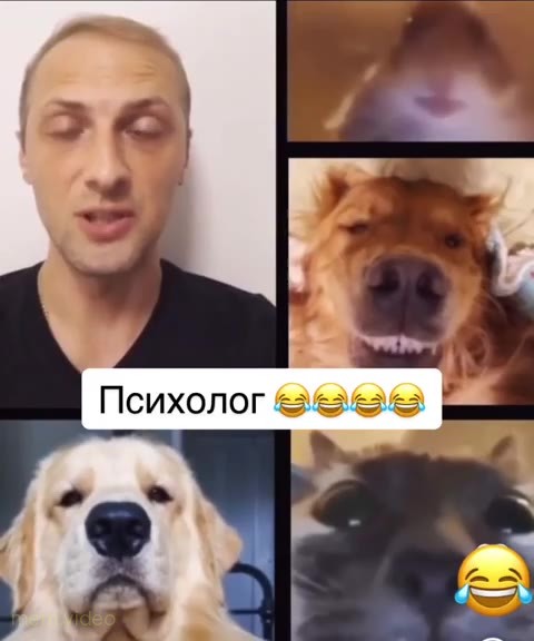 Кадр: «Куда девается все дерьмо из лотка?» — созвон с животными