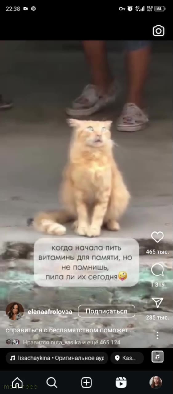 Кадр: Рыжий кот завис и смотрит вверх на улице
