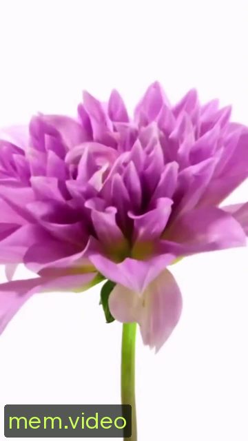 Кадр на 0:00