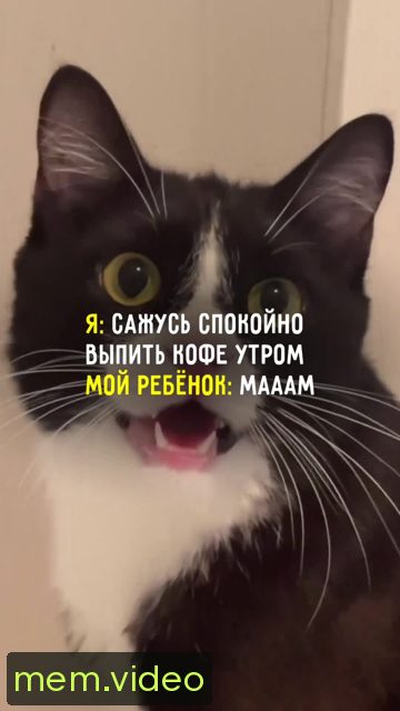 Кадр на 0:00
