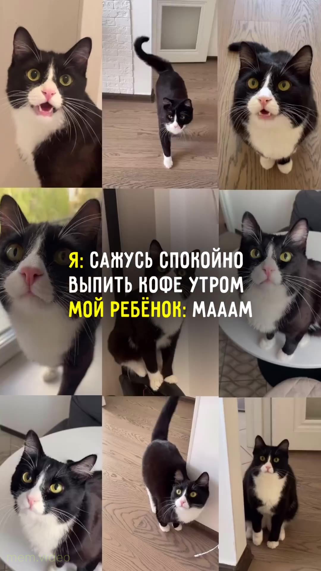 Кадр: Черно-белый кот мяукает и размножается на экране