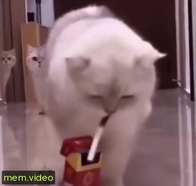 Кадр на 0:00