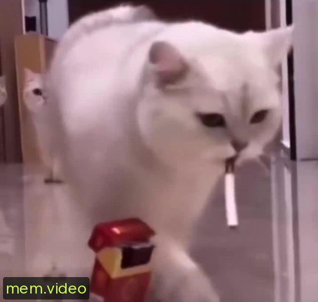 Кадр на 0:00