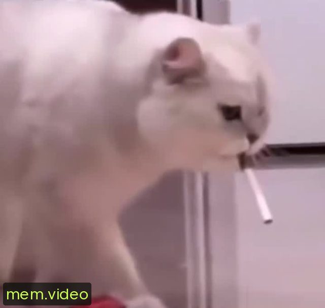 Кадр на 0:00
