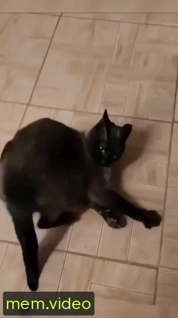 Кадр на 0:00