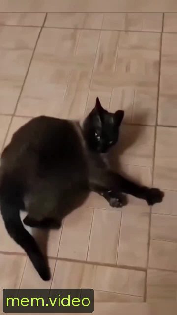 Кадр на 0:00