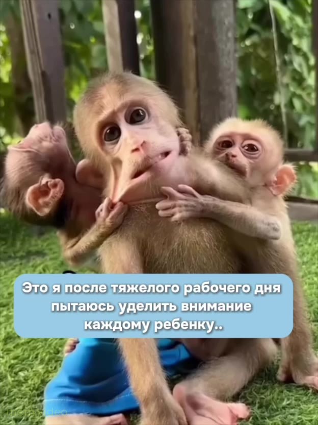 Кадр: Уставшая обезьяна засыпает с детёнышами