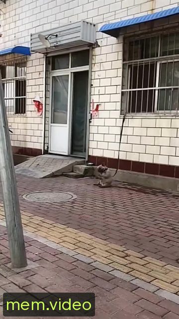 Кадр на 0:00