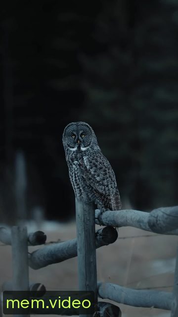 Кадр на 0:00