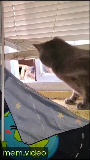Кадр на 0:00