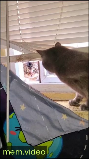 Кадр на 0:03