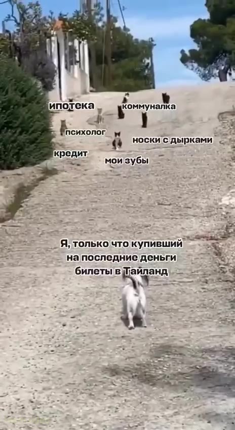Кадр: Собака видит кошек и разворачивается назад
