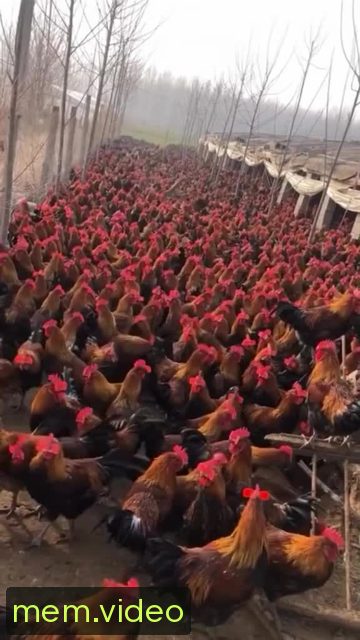 Кадр на 0:00