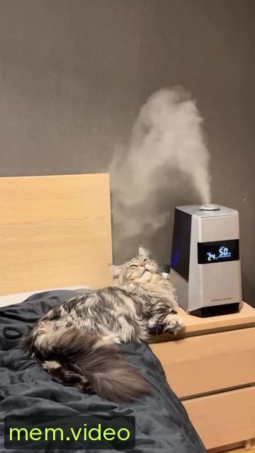 Кадр на 0:00