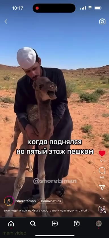 Кадр: Верблюжонок тяжело дышит в пустыне