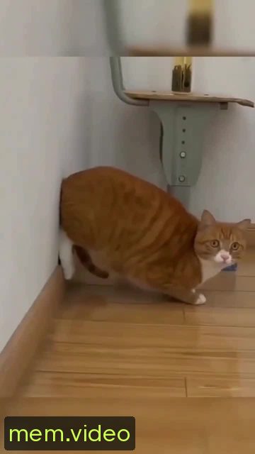Кадр на 0:00