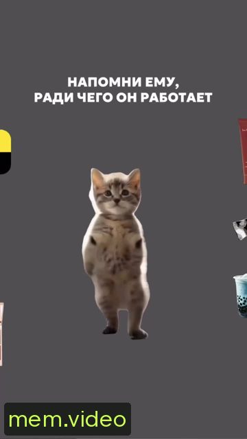 Кадр на 0:00