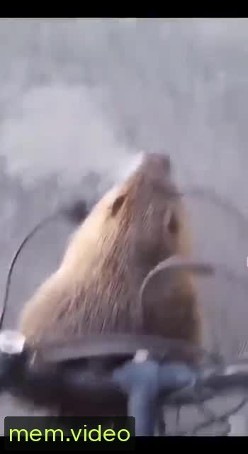 Кадр на 0:00