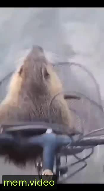 Кадр на 0:05