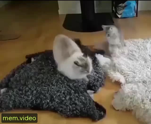 Кадр на 0:00