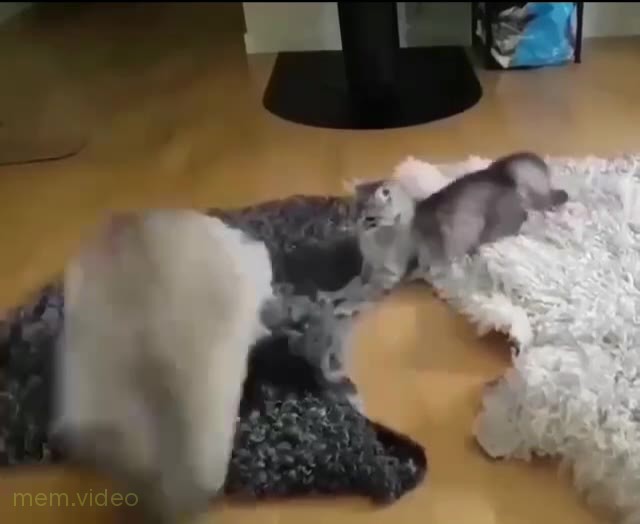 Кадр: Белый кот суетится и кувыркается перед котенком
