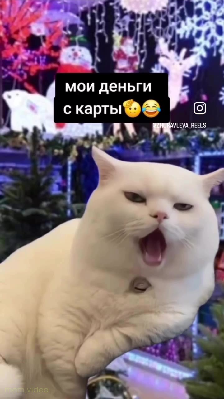 Кадр: Белый кот зевает на фоне новогодней елки