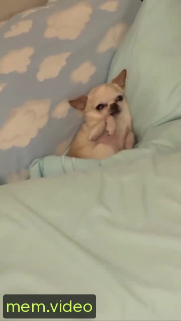 Кадр на 0:00