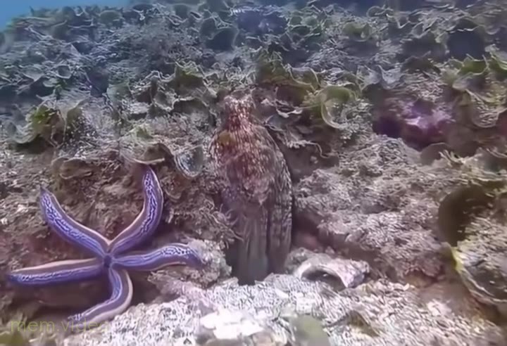 Кадр: Осьминог бьет щупальцем рыбу на дне моря