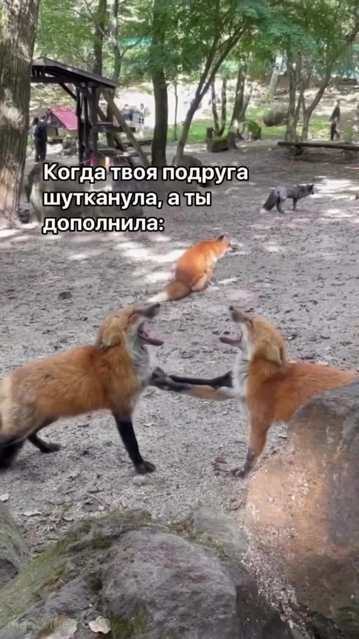 Кадр: Две лисы кричат и смеются друг на друга