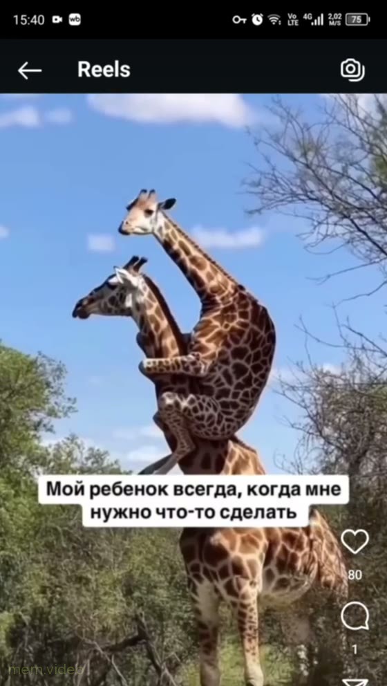 Кадр: Жираф забрался на шею другому жирафу в саванне