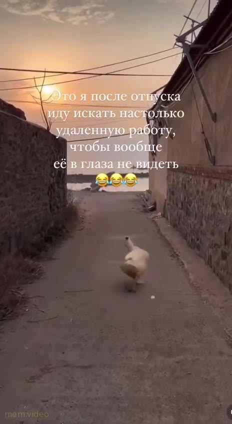 Кадр: Белая утка быстро бежит по узкой улочке