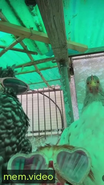 Кадр на 0:00