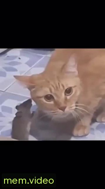 Кадр на 0:00