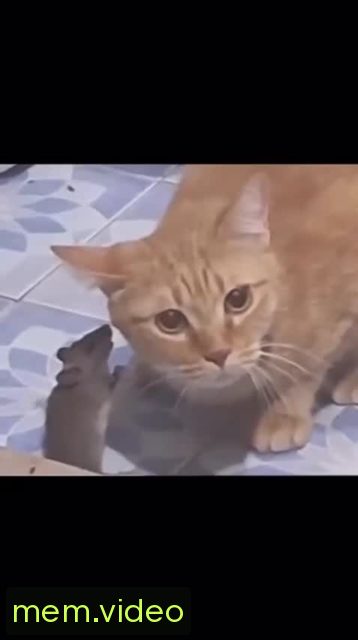 Кадр на 0:00