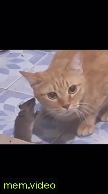 Кадр на 0:03