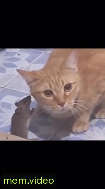 Кадр на 0:04