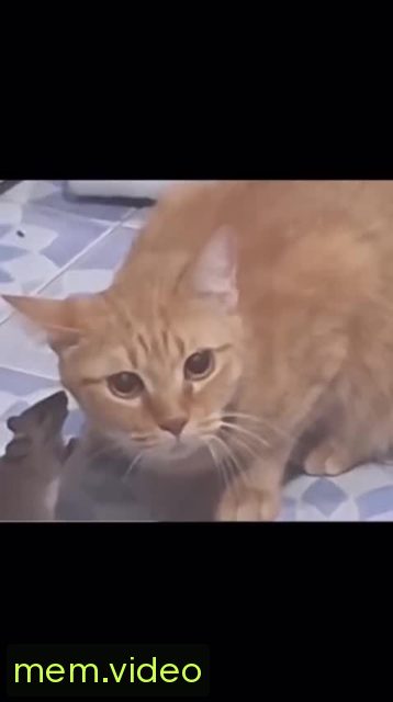 Кадр на 0:06